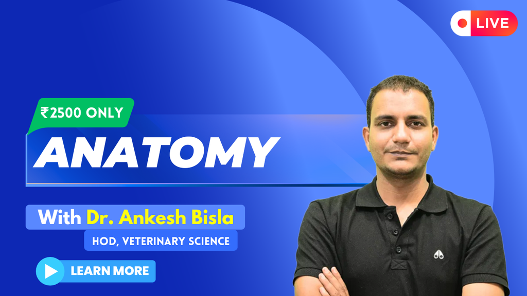 Anatomy